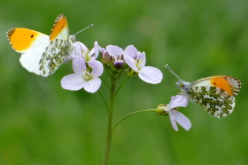 papillons