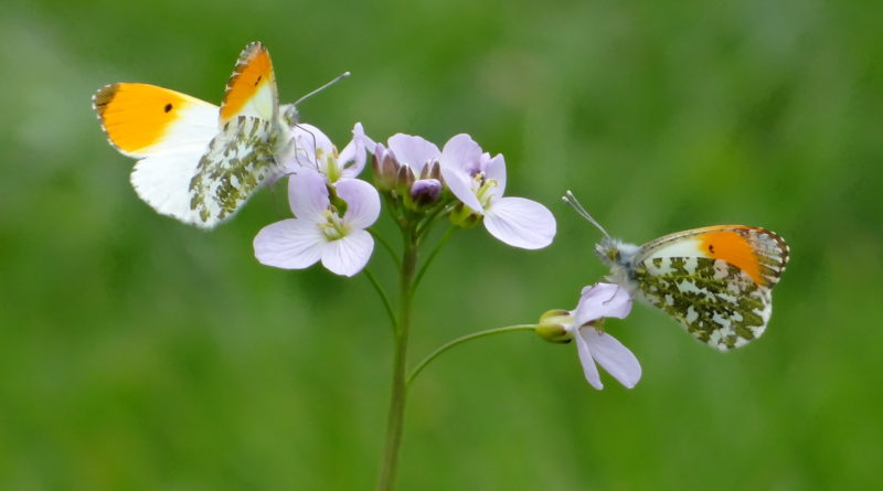 papillons