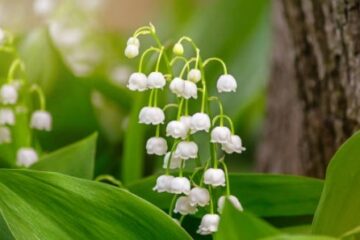 Muguet