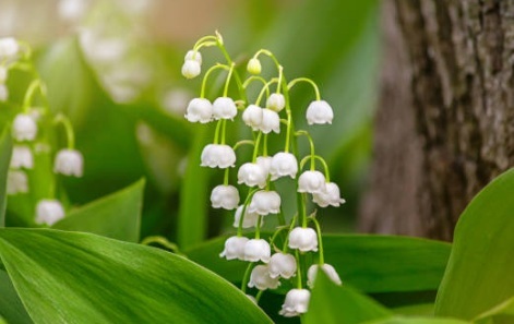 Muguet